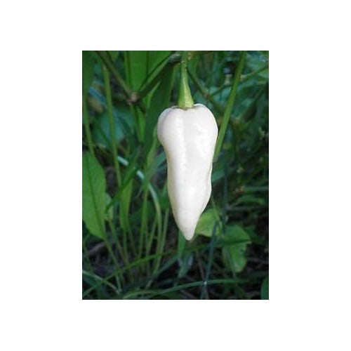 White Hot Pepper Seeds for Planting [neera-v5-4cc094fc797793e27a72]