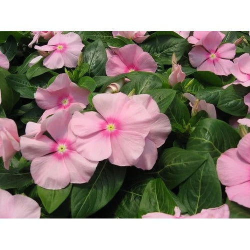 Heirloom Periwinkle (Vinca) Baby Pink Flower Seeds [neera-v5-4ccba225538b5a45a8eb]