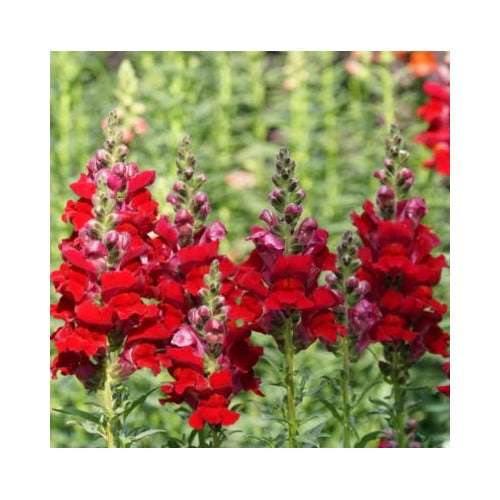 Red Snapdragon Defiance Cut Flowers Attracts Hummingbirds Usa Non Gmo Heirloom Easy To Grow Annual [neera-v5-4ccd35bdddb244aa5f50]