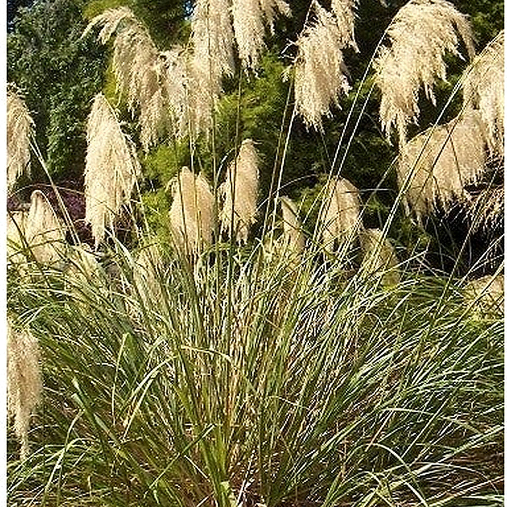 Chionochloa Conspicua Seeds for Planting [neera-v5-4cceb615dc5c7d9c1693]
