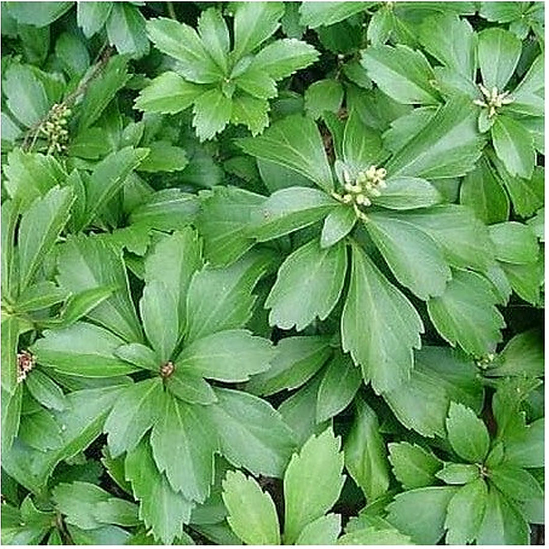 Pachysandra Plant Seeds for Planting [neera-v5-4cd0dea329273188c7af]