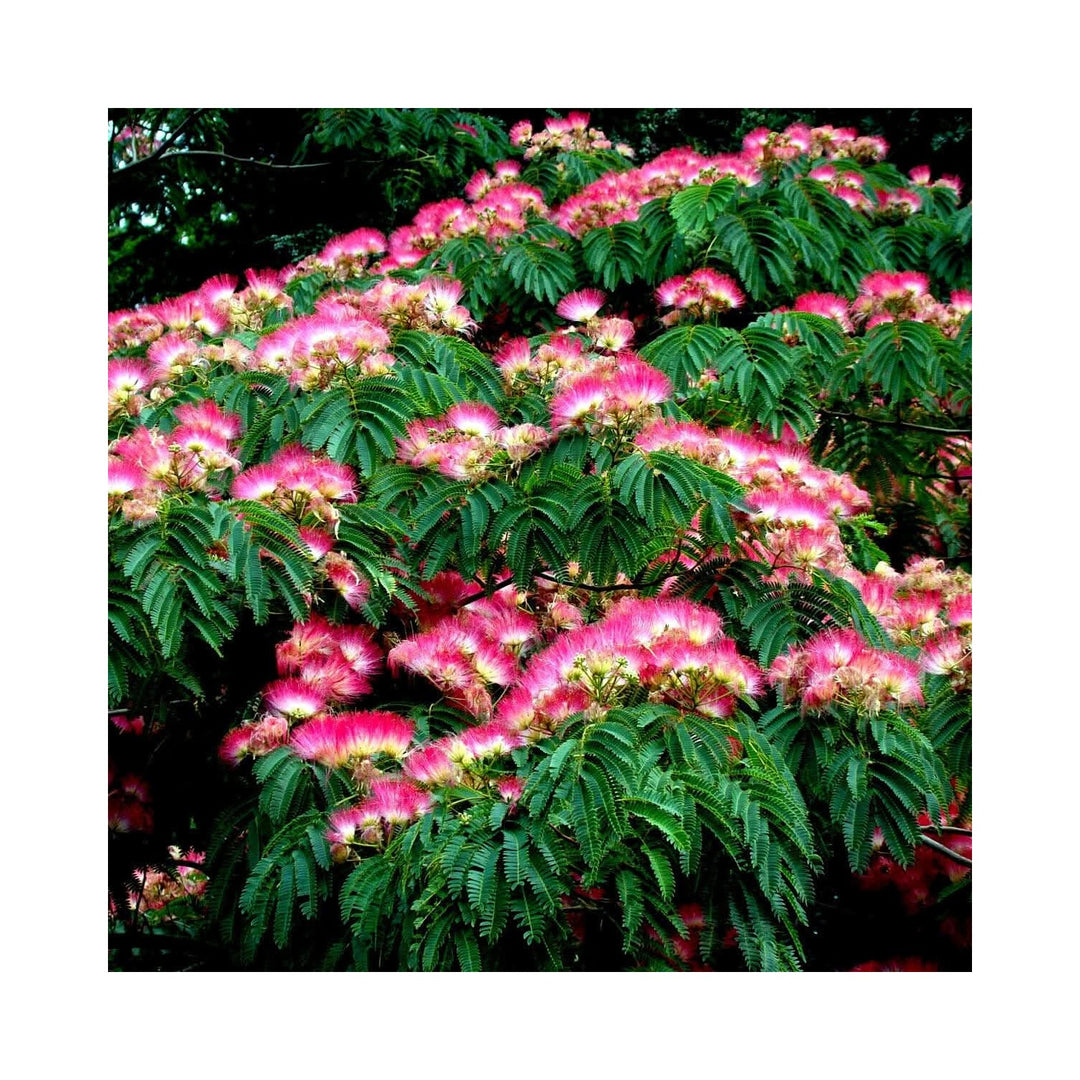 Heirloom Non Gmo Albizia Mimosa Flower For Planting Fragrant Silk Tree Garden Blooms Flower Seeds [neera-v5-4cd51f9788f35b4b3651]