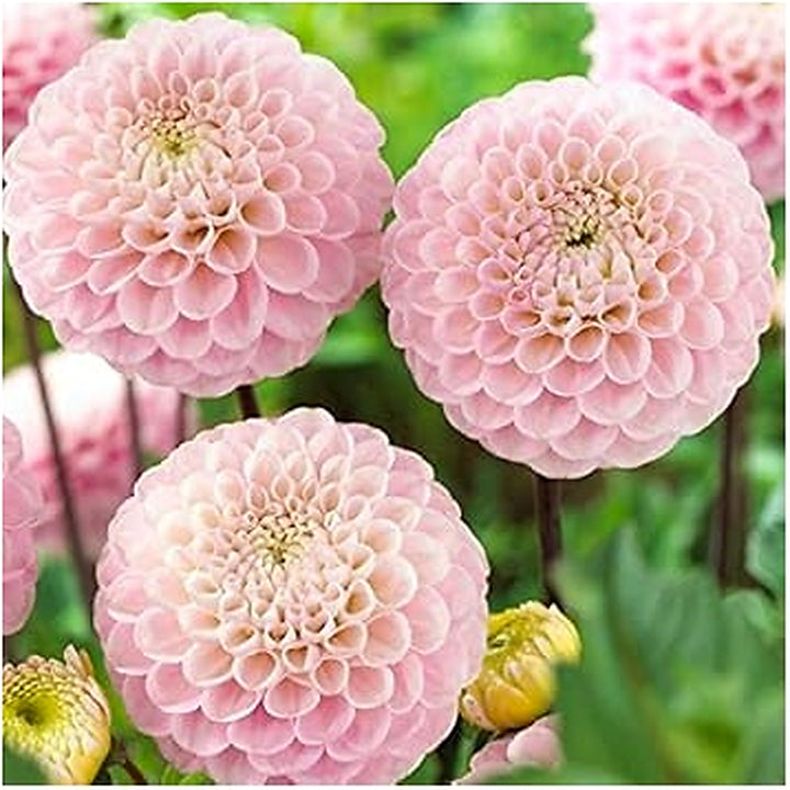 Light Pink Dahlia Flower Seeds for Planting [neera-v5-4cdc1228af2b96b7047a]