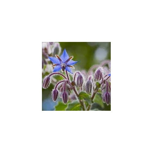 Borage Seeds for Planting [neera-v5-4ce43a97709fb3de8203]
