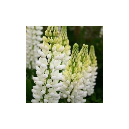 Heirloom Non-GMO White Lupine Flower Seeds for Garden Planting | High Germination Organic Garden Seeds [neera-v5-4ceb532ce3f30a7fda77]