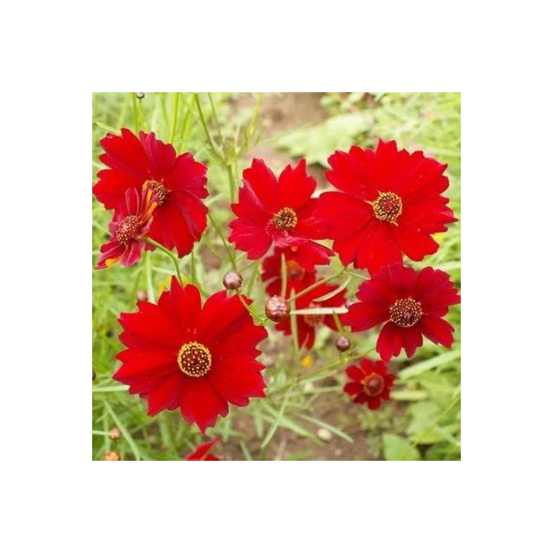 Red Coreopsis Flower For Planting Non Gmo Flower Seeds for Home Garden Planting, Colorful Organic [neera-v5-4cf02291934a8deff2ab]