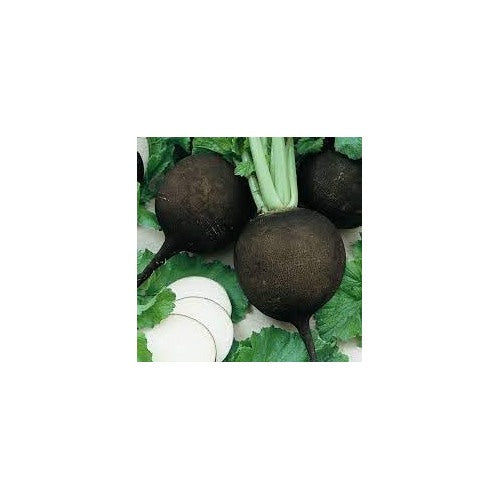 Black Radish Seeds for Planting [neera-v5-4cf065b26ebb7843abbc]