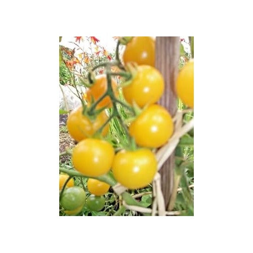 Yellow Tomato Seeds for Planting [neera-v5-4cf577e096c42f376fff]