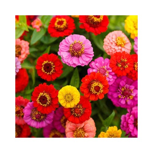 Zinnia Lilliput Mix Elegans Mixed Colors Heirloom Pollinators Non Gmo Easy To Grow Annual Blooms [neera-v5-4cf897ad35ae48899f0b]