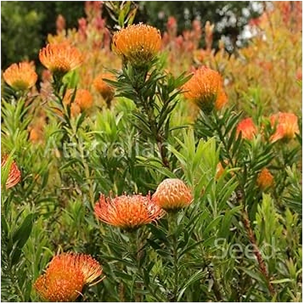 Leucospermum Flower Seeds for Planting [neera-v5-4d03f7365d08f2a4df19]