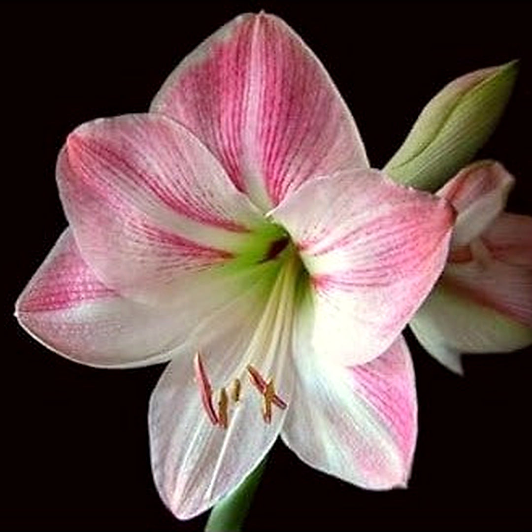 Pink White Amaryllis Flower Seeds for Garden Planting [neera-v5-4d074b191c3f941dadf5]