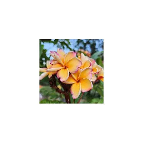 Peach Frangipani Flower For Planting Non Gmo Flower Seeds for Home Garden Planting, Decorative [neera-v5-4d092990e4a66f709648]