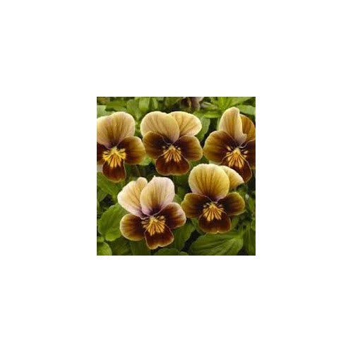 Pansy Flower Seeds [neera-v5-4d0c0575fa31eb542258]