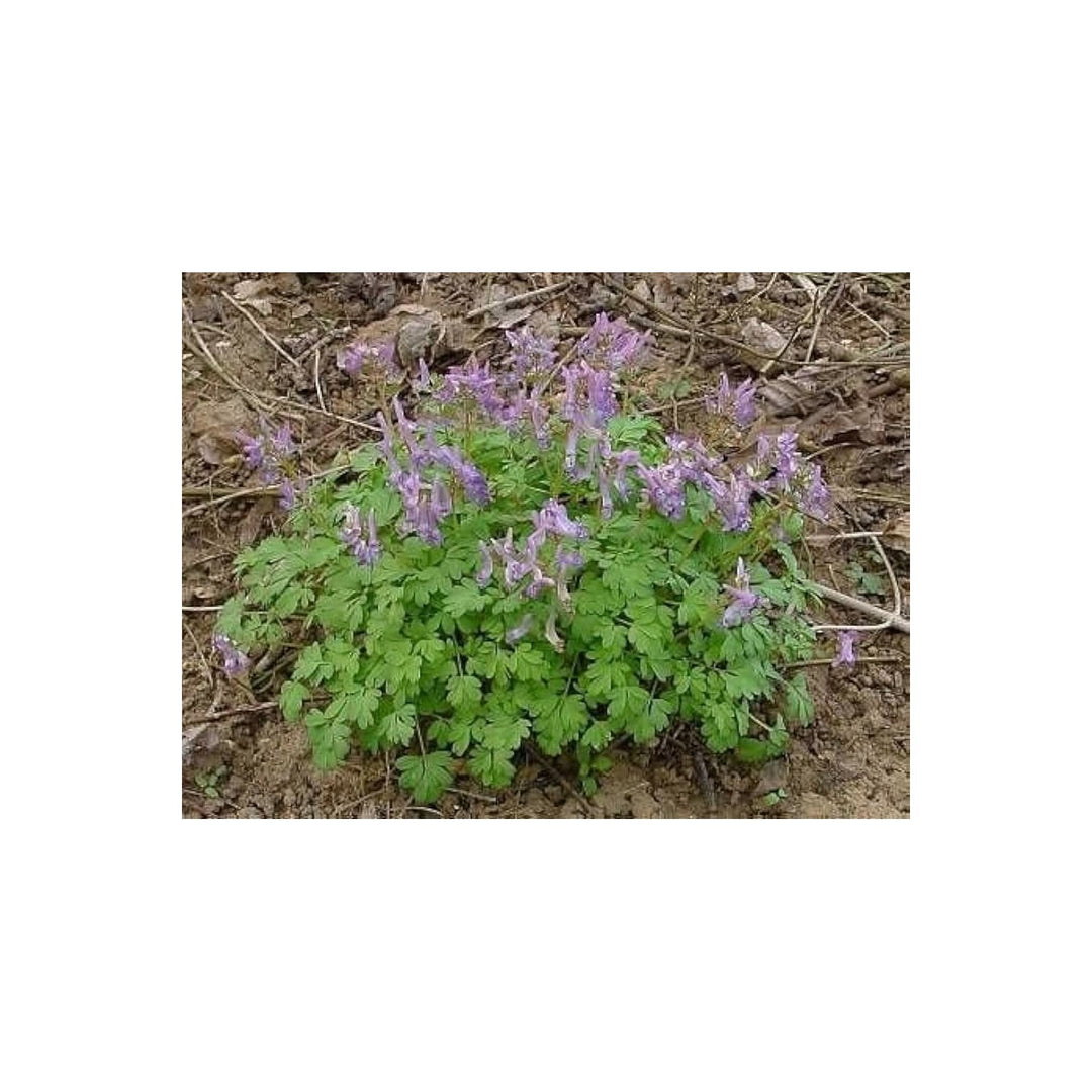 Corydalis Solida Spring Blooming Tuberous Flower For Planting In Shaded Garden Beds Flower Seeds [neera-v5-4d0cb653bd1952864de1]