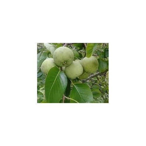 Sand Pear Fruit Seeds for Planting [neera-v5-4d1a112d55ad5730d7f3]