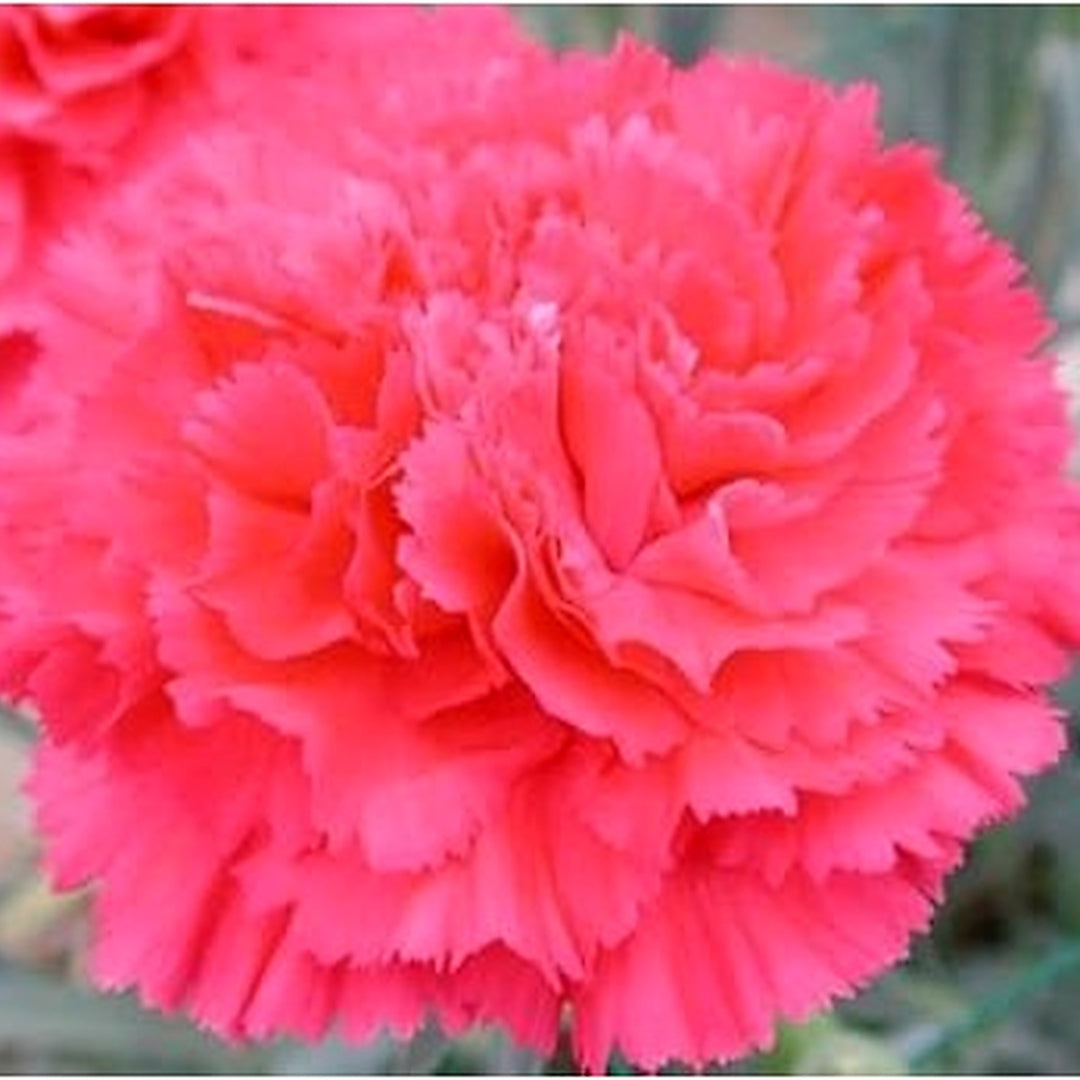 Pink Dianthus Caryophyllus Flower Planting Seeds for Garden [neera-v5-4d1a3c7d58250d8d4b42]