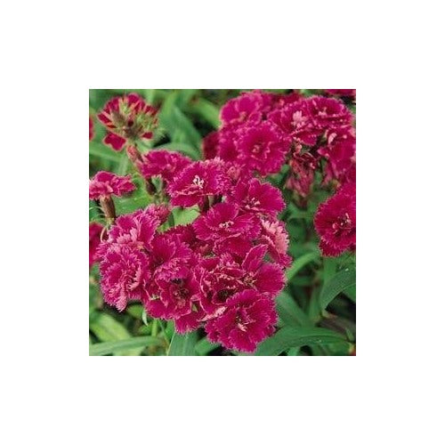 Burgundy Dianthus Flower Seeds for Planting [neera-v5-4d1bbac0bd8e33f0fd1c]