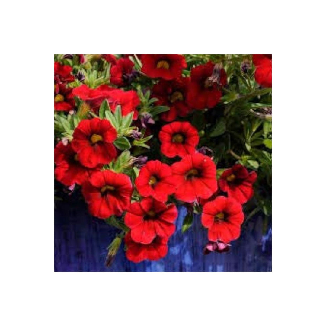 Purple Petunia Lemon Slice Superbells Calibrachoa Flower Seeds for Home Garden Planting Heirloom Non-GMO High Germination Organic Garden Seeds [neera-v5-4d21c720096b2ccbfe2f]