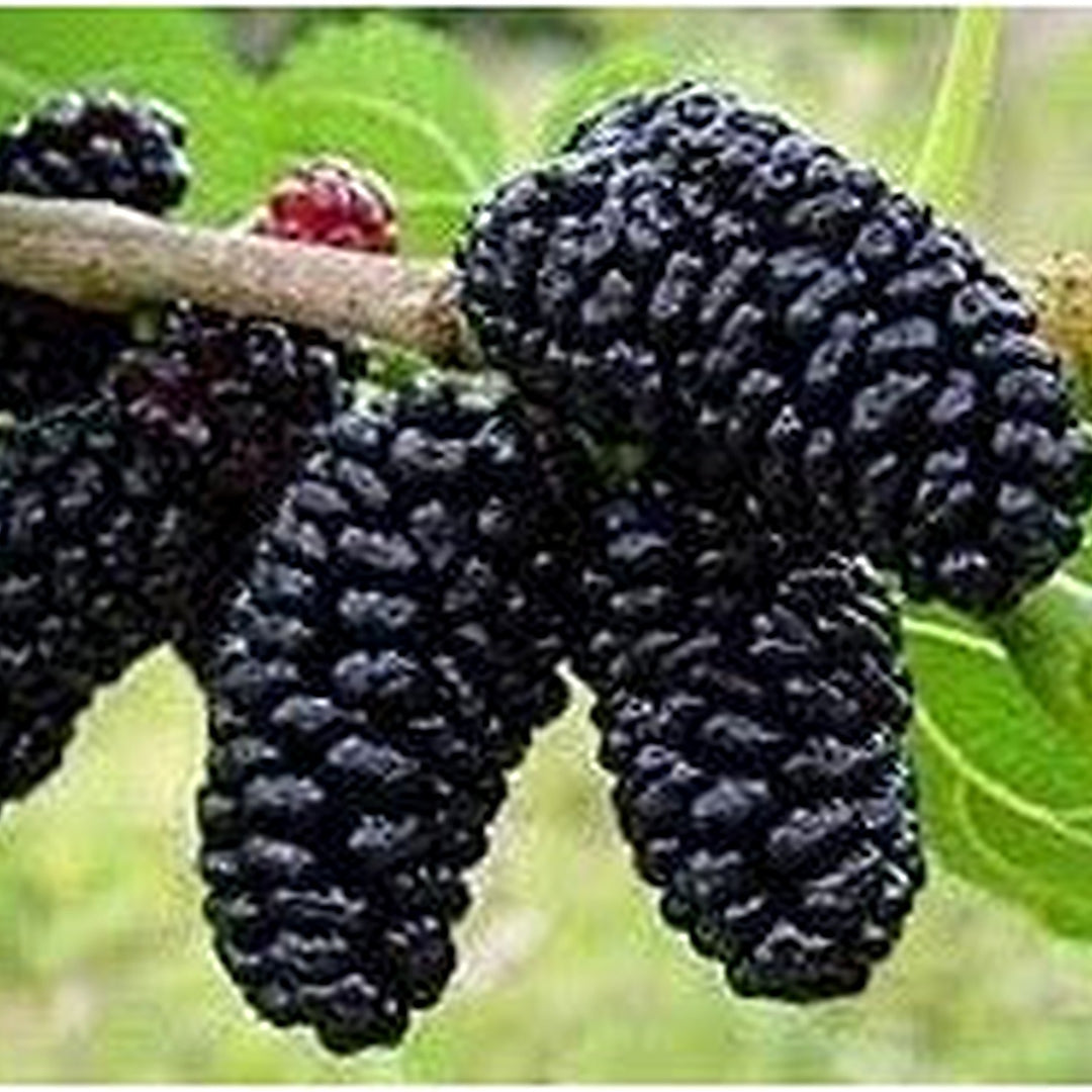 Mulberry Fruit Seed Pack for Planting | Heirloom Non-GMO Organic Garden Seeds for Juicy Sweet Mulberries [neera-v5-4d24c0468bbd36eb0a41]