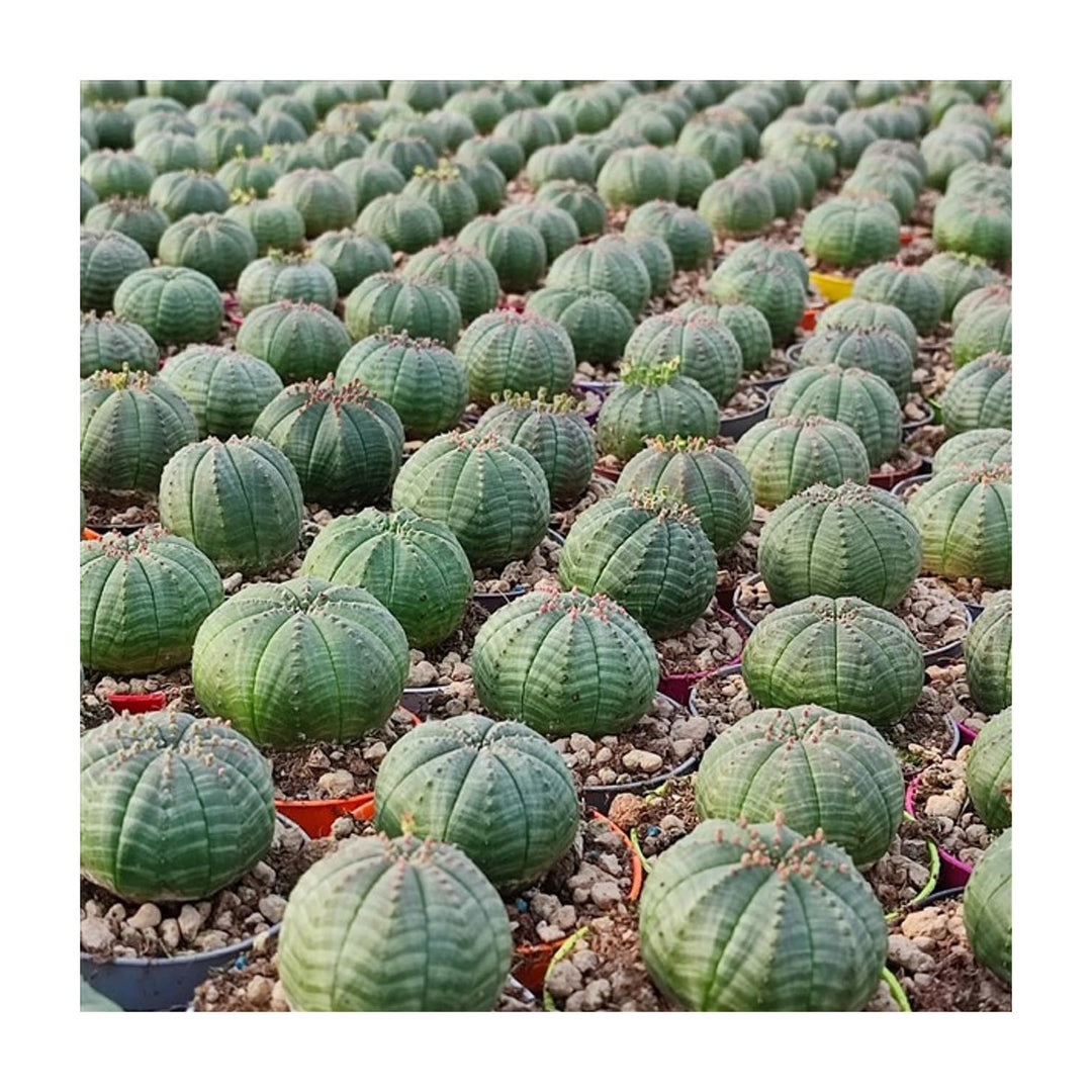 Heirloom Euphorbia Obesa Succulent For Planting Non Gmo Flower Seeds for Home Garden Planting, Lush [neera-v5-4d290c48c9d004622b89]