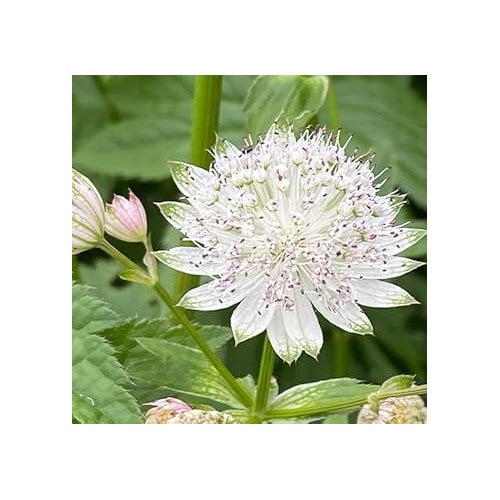 Masterwort For Planting Organic Heirloom Non Gmo Flower Flower Seeds for Home Garden Planting, [neera-v5-4d3eeaebfeaecd59a3bb]