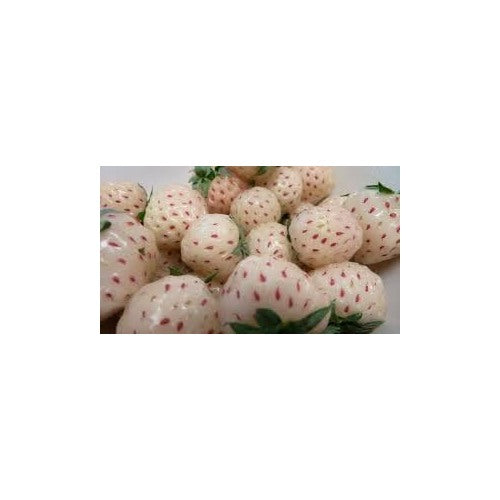 White Strawberry Seeds for Planting [neera-v5-4d3f7117fe2258a1f04a]