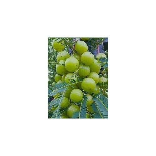 Amla Tree Seeds [neera-v5-4d41ee5568ee58c4dc54]