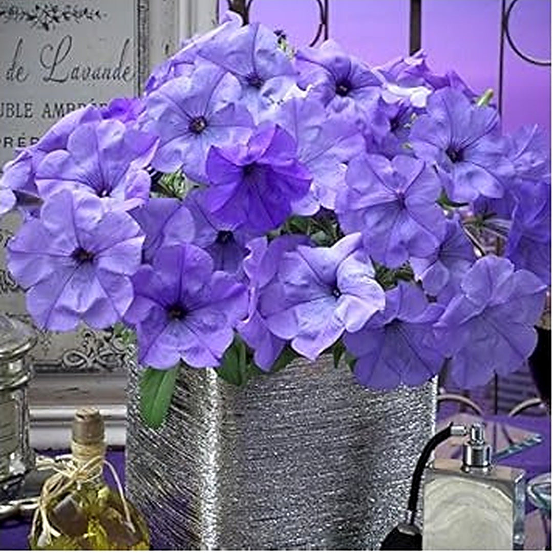 Light Blue Petunia Flower Seeds for Planting [neera-v5-4d4f44ca8da5daaf4a85]