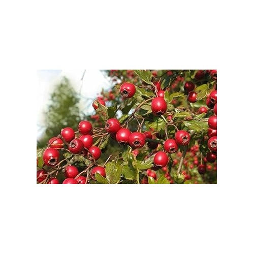 Elegant Bonsai Apple Seeds for Planting [neera-v5-4d57f09590fa7d400362]