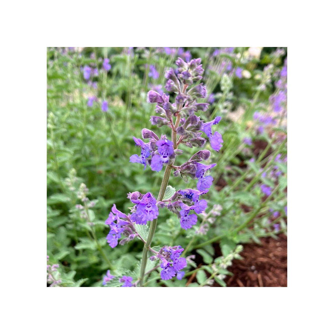 Purple Heirloom Non Gmo Catmint Flower Planting Fragrant Blooming Flower Flower Seeds Home [neera-v5-4d5cb22a96c9b07d0af2]