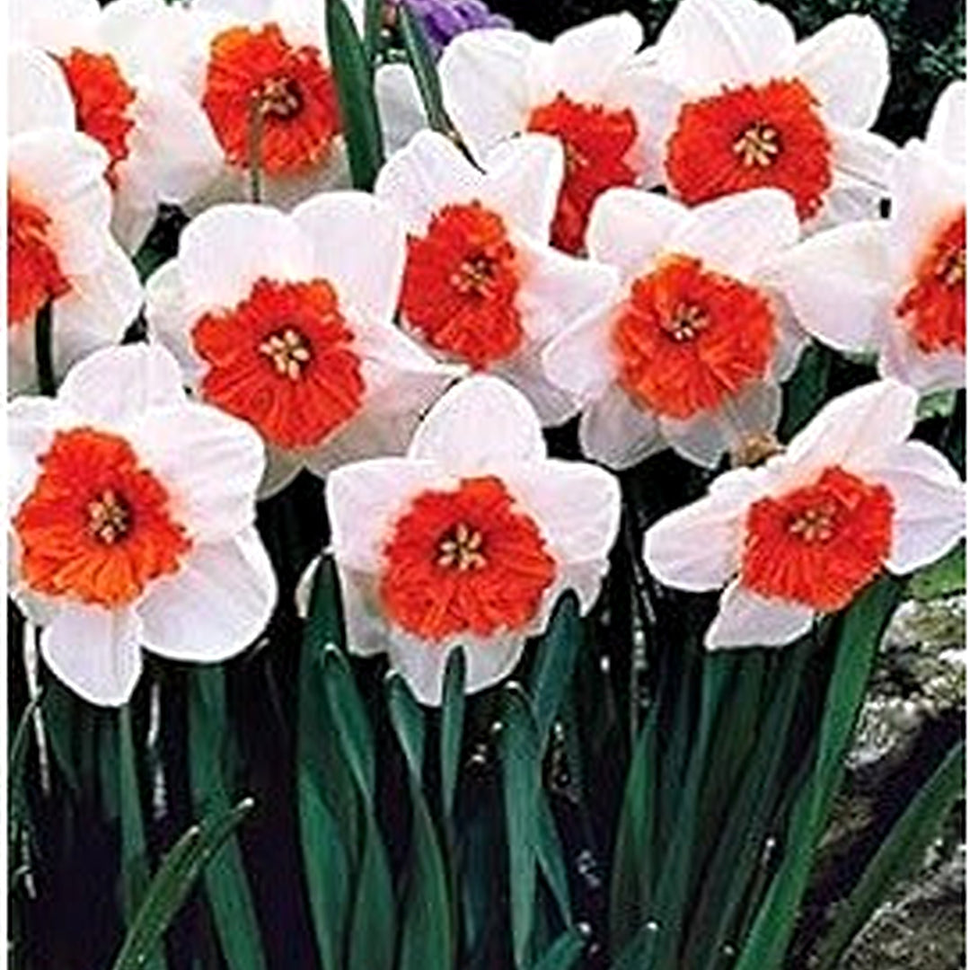 Heirloom Red Narcissus Flower Seeds for Planting [neera-v5-4d601c516f911cedc717]