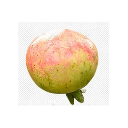 Green Pink Pomegranate Fruit Seeds for Planting [neera-v5-4d6ec1deea1556be421d]
