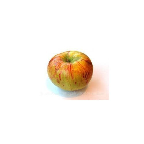 Bi-Color & Striped Apple Fruit Seeds [neera-v5-4d73d64d5974f6fc6ec8]