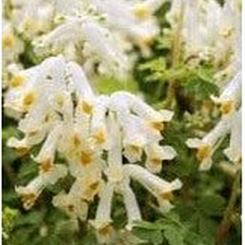 Organic Heirloom Non-GMO Corydalis Solida Seeds for Planting [neera-v5-4d7637a44ce7aedbfb3d]