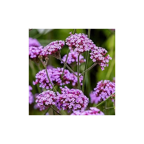 Verbena Verbena Tenuisecta Moss Ground Cover Flower For Planting Spreading Blooms For Borders [neera-v5-4d7fae50c19e31fecce2]
