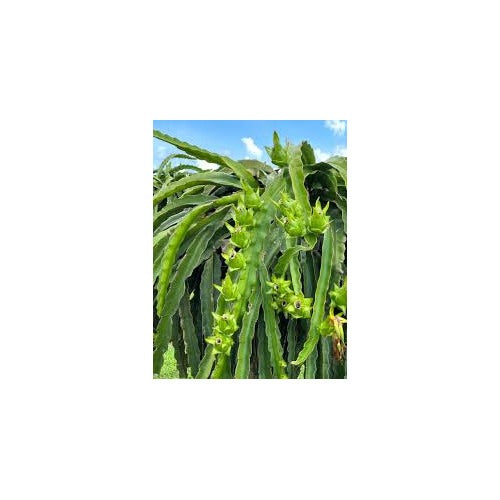 Fresh Passion Fruit Seeds for Planting [neera-v5-4d8de46adf3ac442fac7]