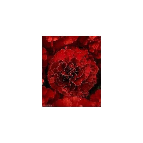 Dark Red Marigold Flower Seeds for Planting [neera-v5-4d94086c9ebf96c27051]