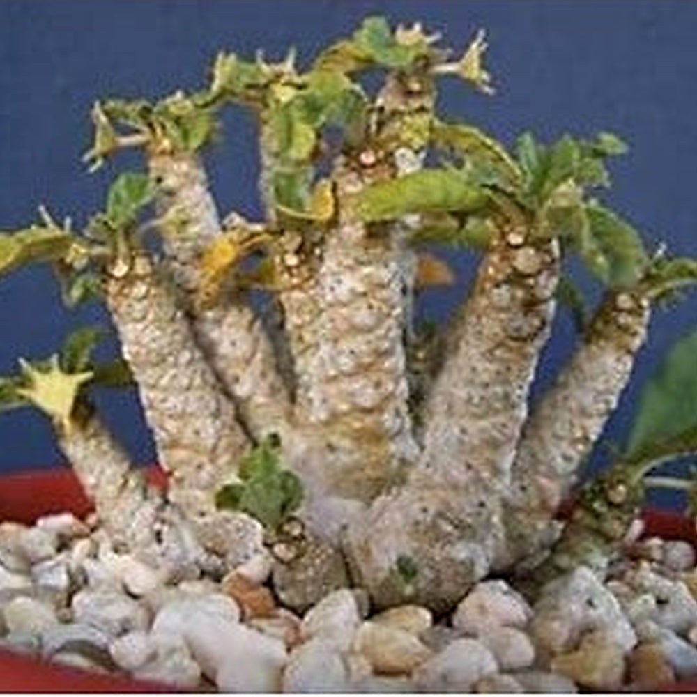 Green Dorstenia Foetida Plant Seeds for Planting [neera-v5-4d9d187f14e118fe9002]