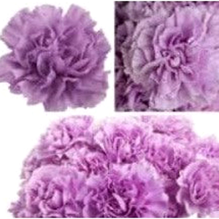 Purple Carnation Flower Seeds for Planting [neera-v5-4da0cab25f7657a87f34]