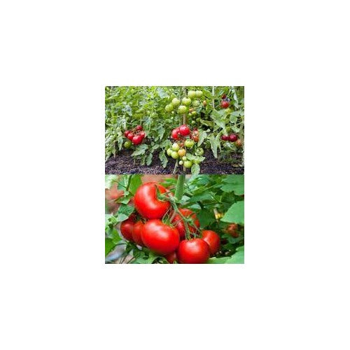 Early Tomato Fruit Seeds [neera-v5-4daf663541d301a90184]