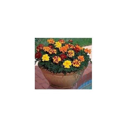 Organic Heirloom Mixed Colour Marigold Flower Seeds for Planting | Non-GMO Organic Garden Seeds with High Germination [neera-v5-4dc1b050c4be279761ba]