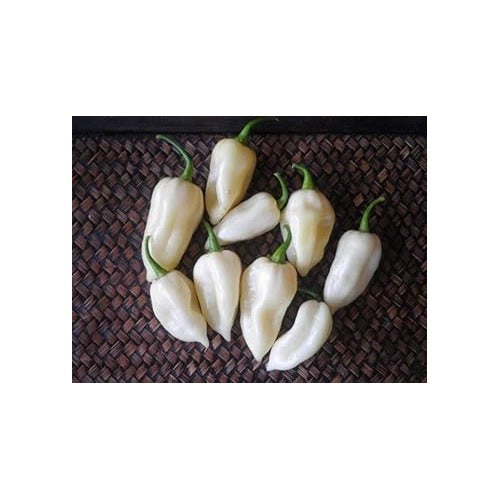 White Pepper Tree Seeds for Planting [neera-v5-4dc9d76663f2ff0688e2]