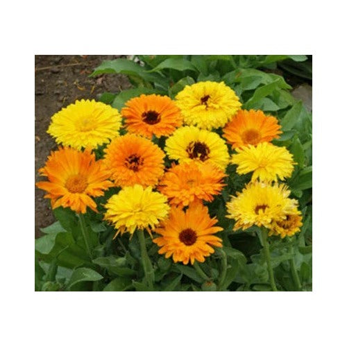 Calendula Planting Pacific Beauty Mix Ct Flower Annual Usa Seller Heirloom Non Gmo Flower Seeds [neera-v5-4dcd80fce09eb77a30e0]