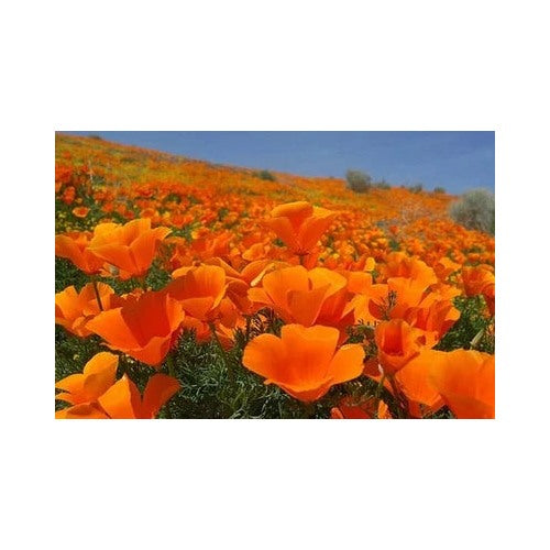 Orange Bulk Calinia Poppy Planting Eschscholzia Calinica Stunning Wildflower Heirloom Non [neera-v5-4dd3b7d897dc5b62a315]
