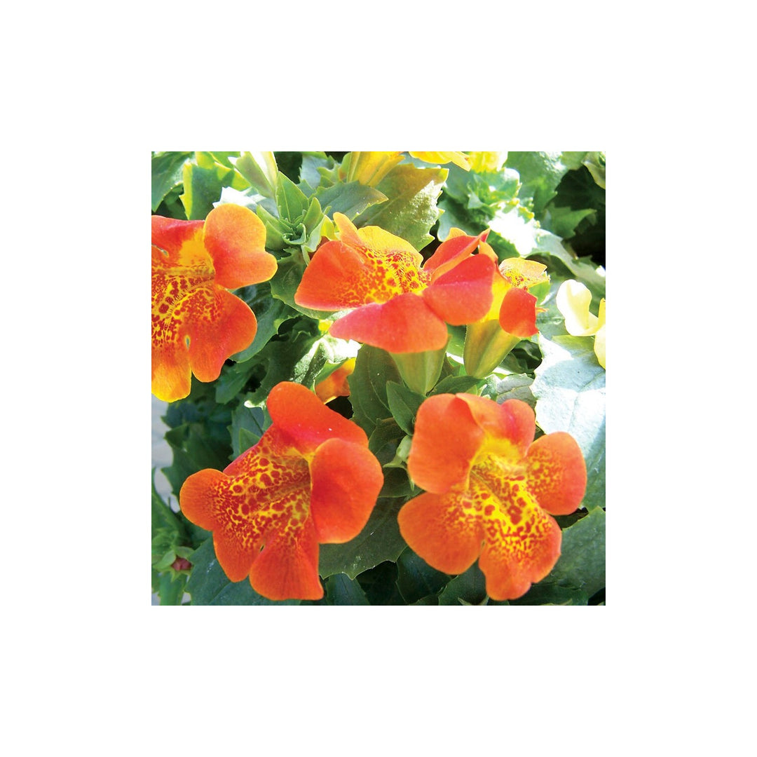 Heirloom Mimulus Flower Non Gmo Monkey Flower Blooms Moist And Shaded Garden Planting Flower [neera-v5-4de3c91e61a5785f1e43]
