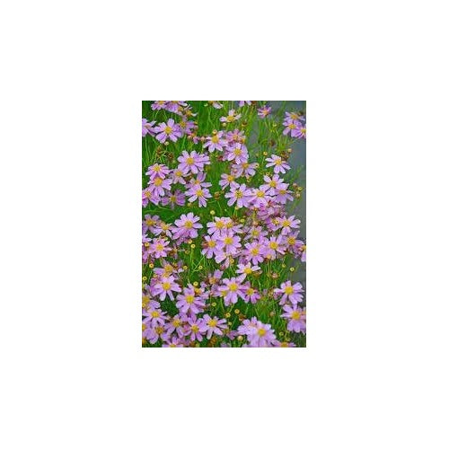 Coreopsis Rosea Flower Seeds for Planting, Heirloom, Non-GMO [neera-v5-4dea6db6994e613c8a09]