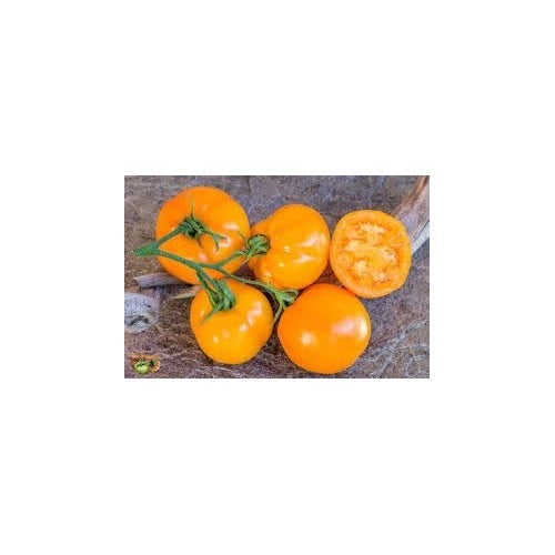 Moonglow Heirloom Tomato Seeds for Planting [neera-v5-4debe2a1670ec9e1bd6f]