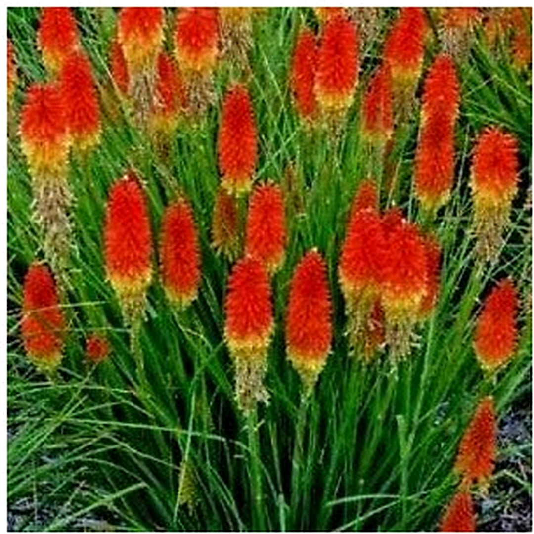 Heirloom Non-GMO Red Kniphofia Flower Seeds for Planting [neera-v5-4dec1d6f26fabcca4045]