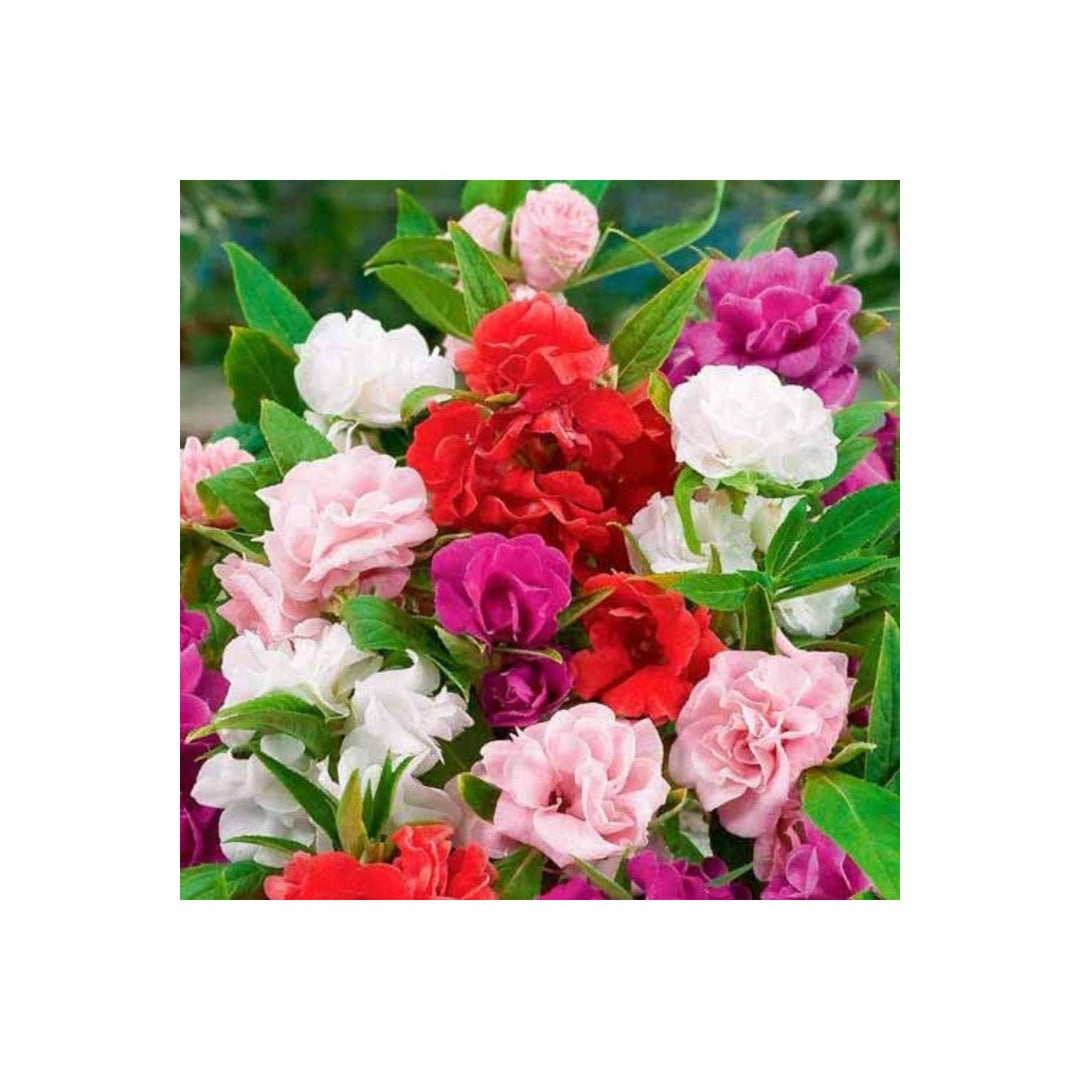 Camellia Impatiens Flower Planting Shade Garden Non Gmo Flower Seeds Home Garden Planting, [neera-v5-4deec4873bbb4f05b91b]