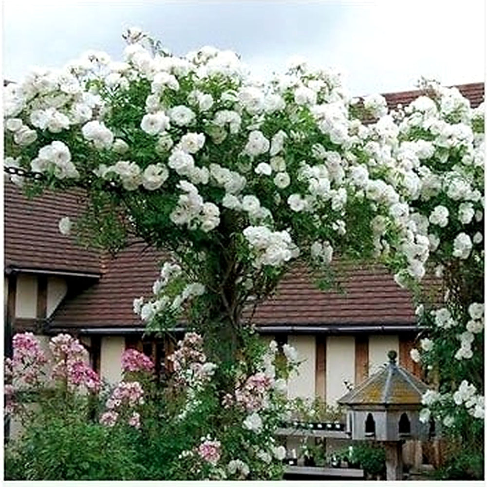White Climbing Rose Heirloom Non-GMO Seeds for Planting [neera-v5-4e06bf702057e0575ed9]